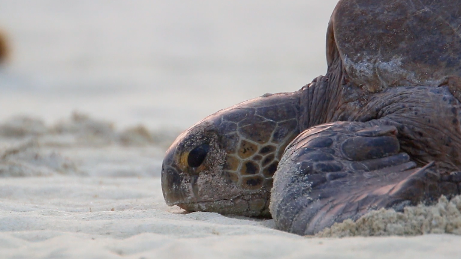 Great Barrier Reef - Tim Harvey 