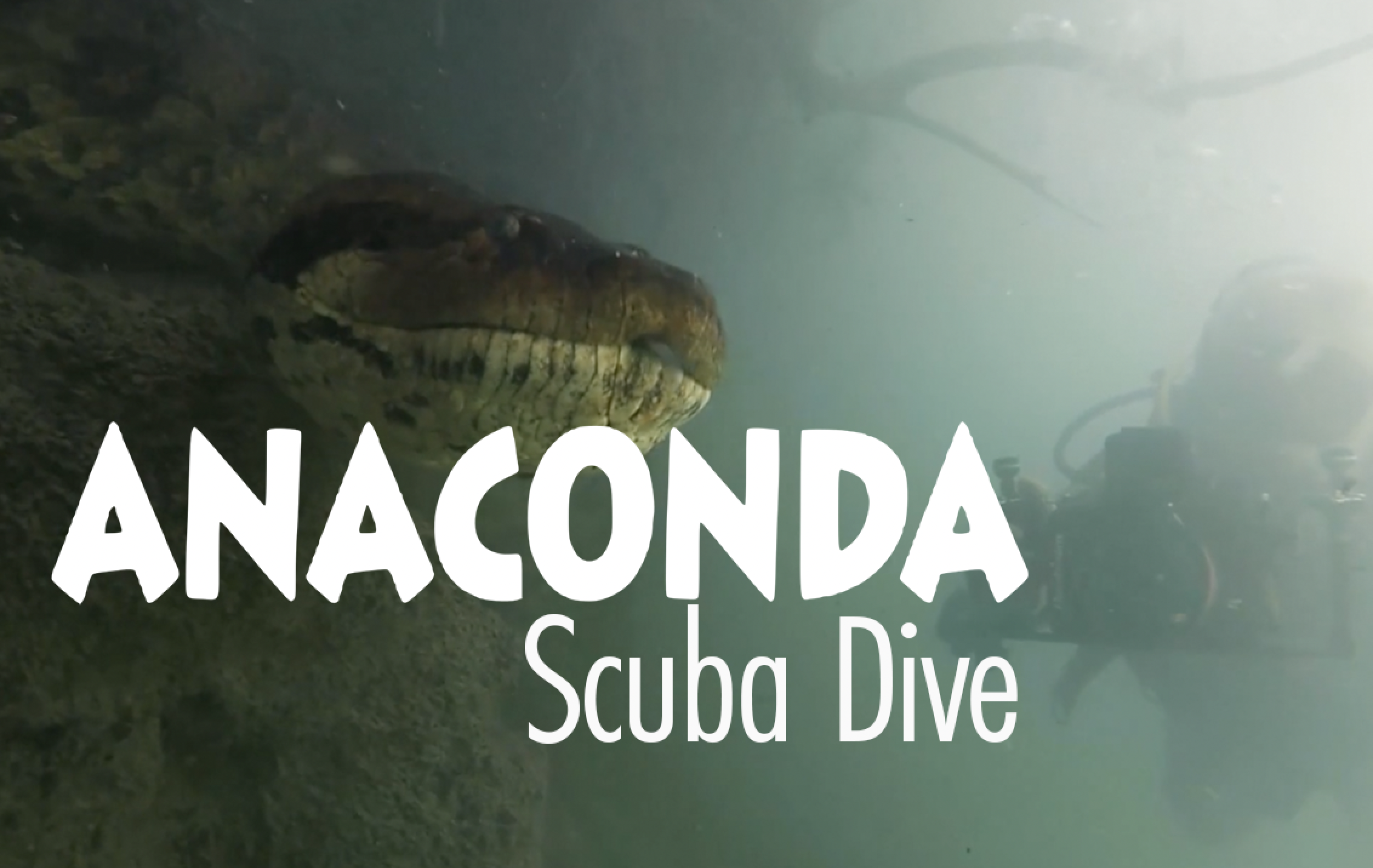 Giant Anaconda in the Formosa river