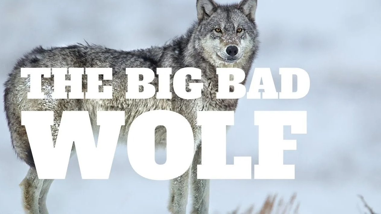 The Big Bad Wolf