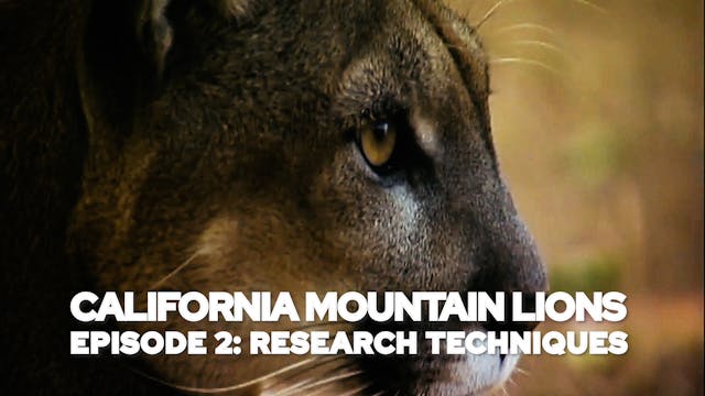 California Mountain Lions Episode 2