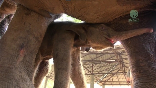 New born elephant learns to suckle