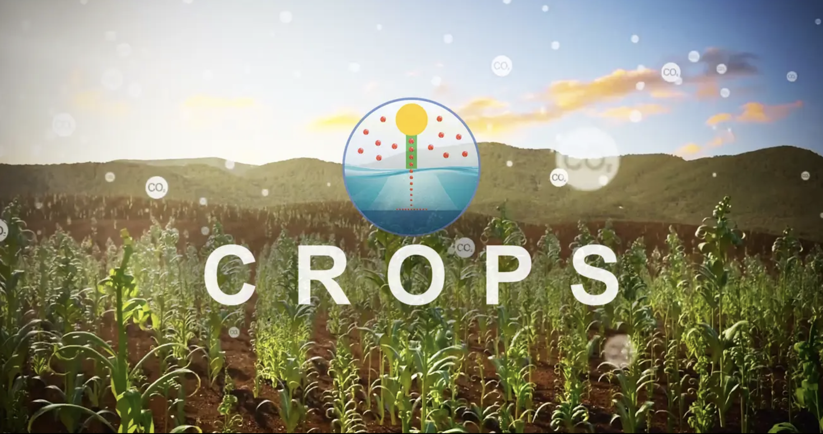 Crops
