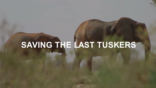 Saving The Last Tuskers Teaser 
