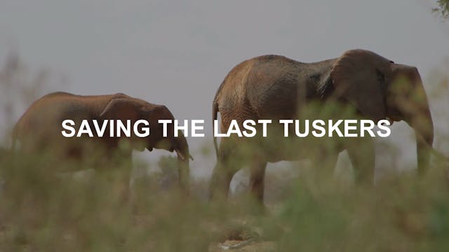Saving The Last Tuskers Teaser