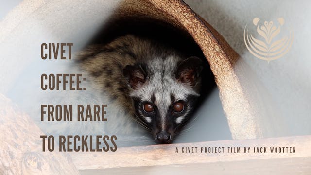 Civet Coffee - From Rare To Reckless