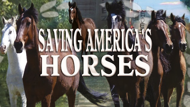 SAVING AMERICA'S HORSES