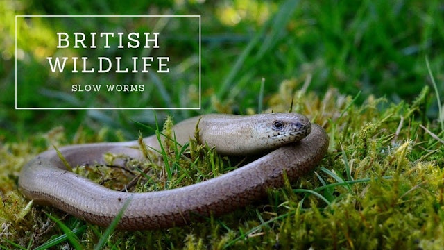 Natural World Facts  - Slow Worms The Complete Guide
