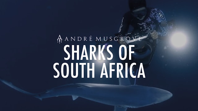 Sharks of South Africa 