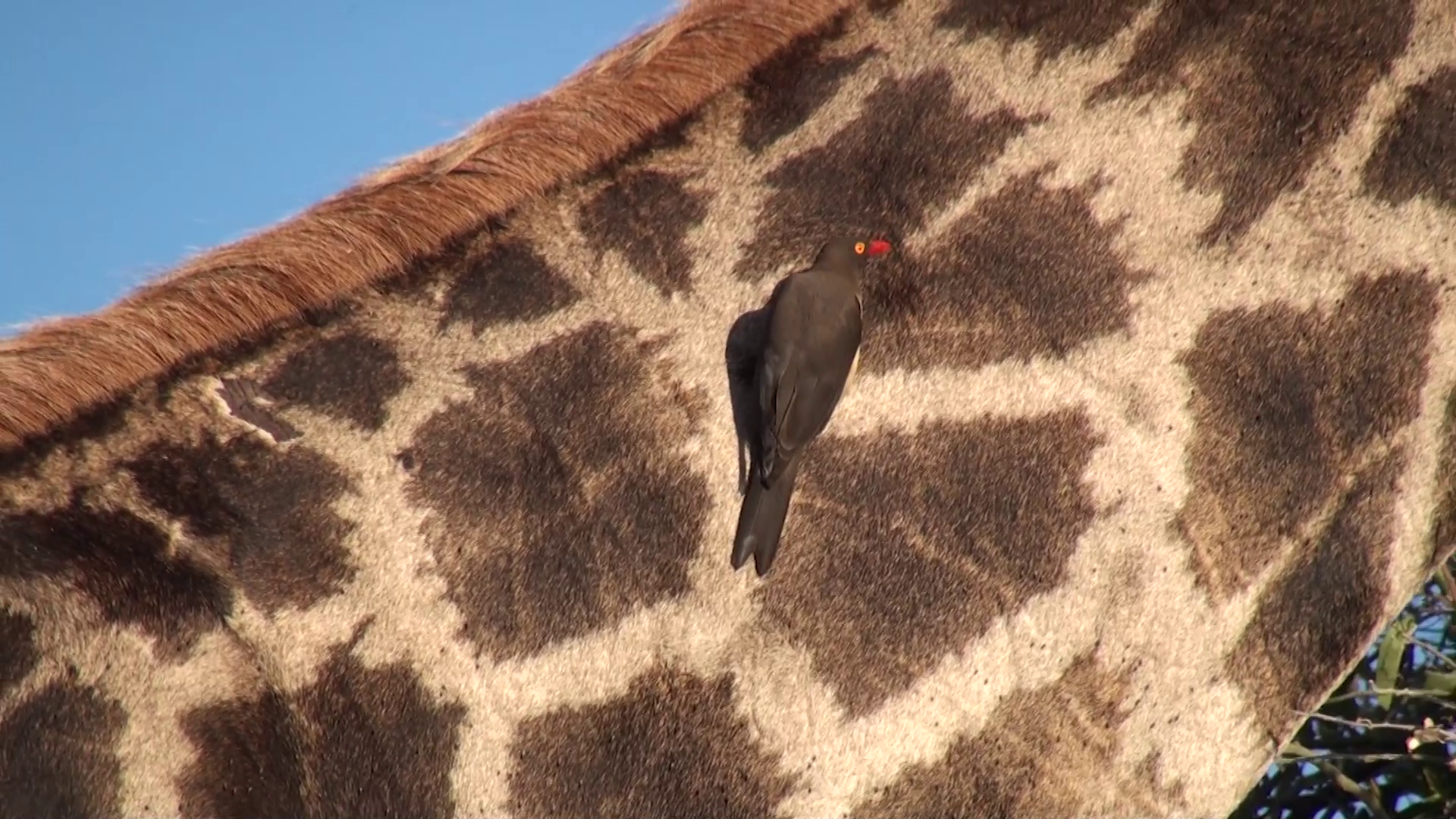 Red-billed oxpecker grooms feeding giraffe