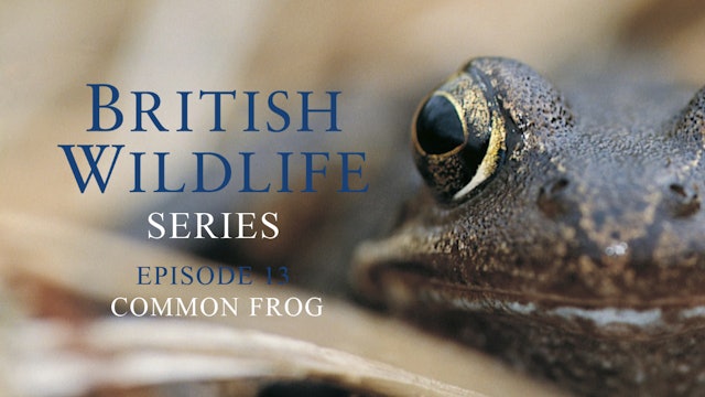 British Wildlife Series -Episode 13- Common Frog