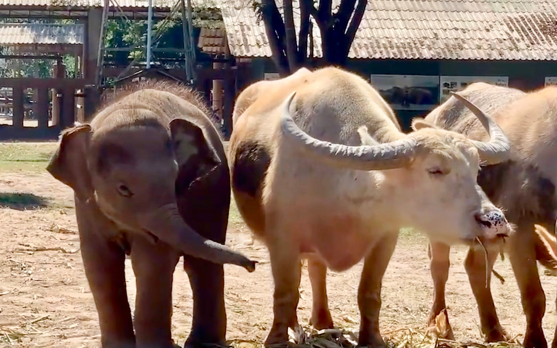 Baby Elephant Wan Mai and the Water Buffalo