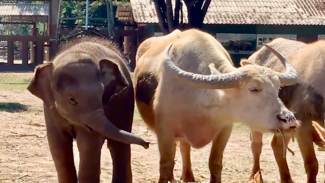 Baby Elephant Wan Mai and the Water Buffalo