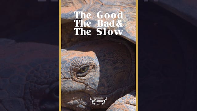 The Good The Bad The Slow