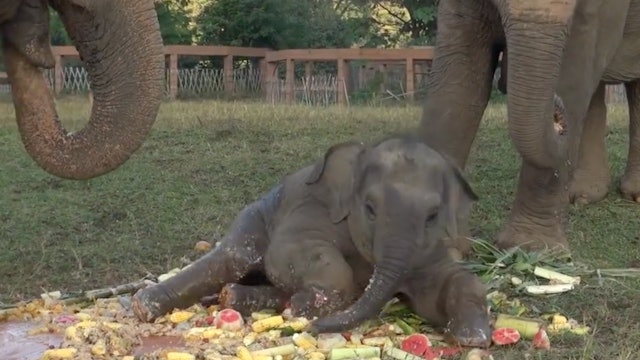 Baby elephant plays with her cake