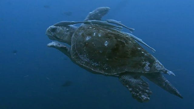 Green Cauldron - Tim Jack Adams