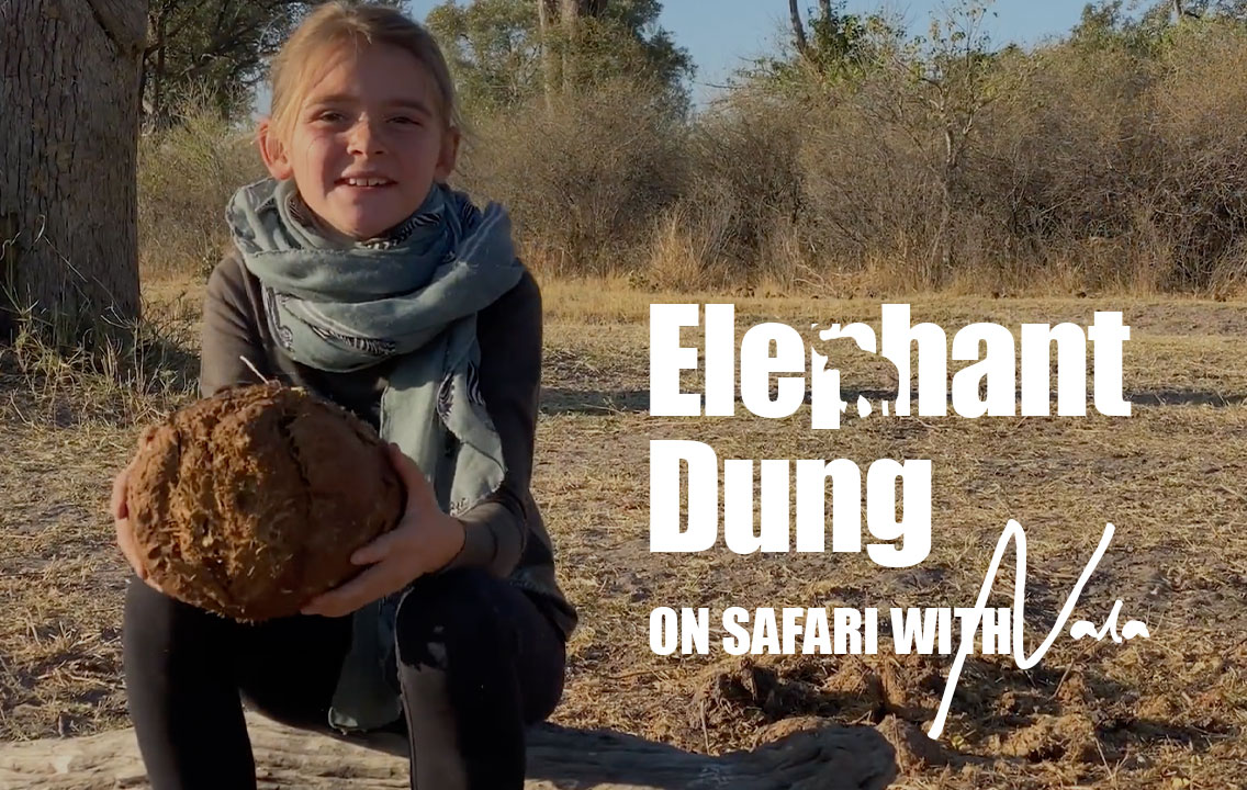 On Safari with Nala - Elephant Dung