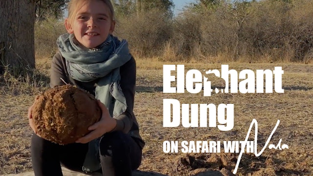 On Safari with Nala - Elephant Dung