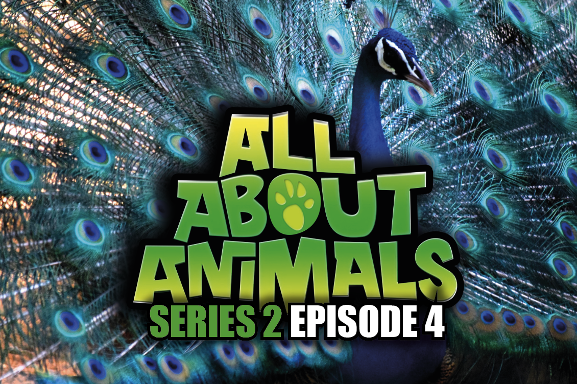 All About Animals - Series 2 - Episode 4