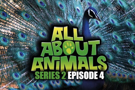 All About Animals - Series 2 - Episode 4