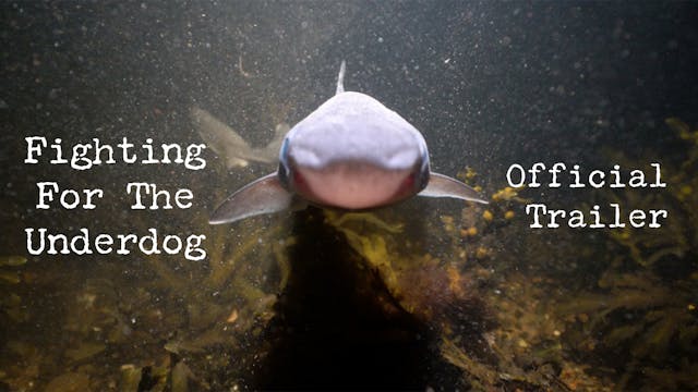 Coming Soon: Fighting For The Underdog