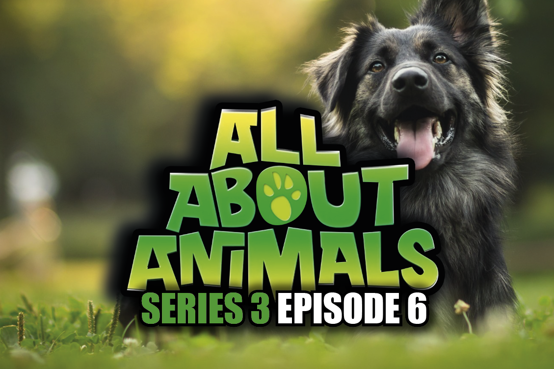 All About Animals - Series 3 - Episode 6