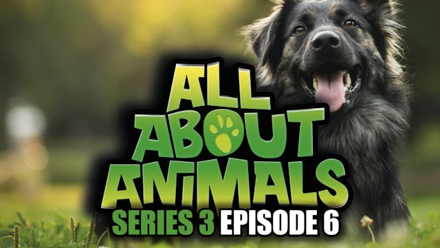 All About Animals - Series 3 - Episode 6