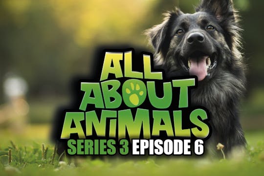 All About Animals - Series 3 - Episode 6