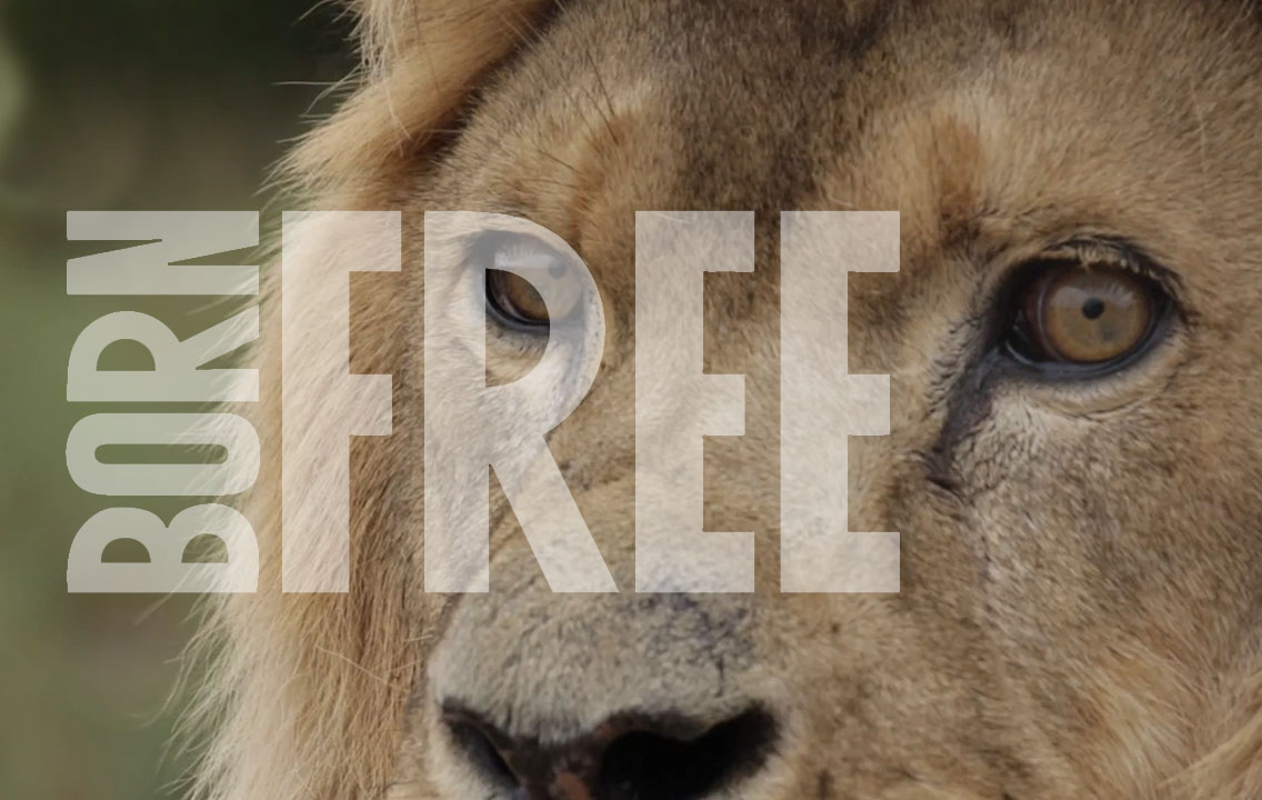 Born Free Foundation
