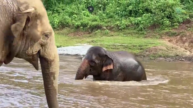 Elephant Crosses The River To Stop The Fight