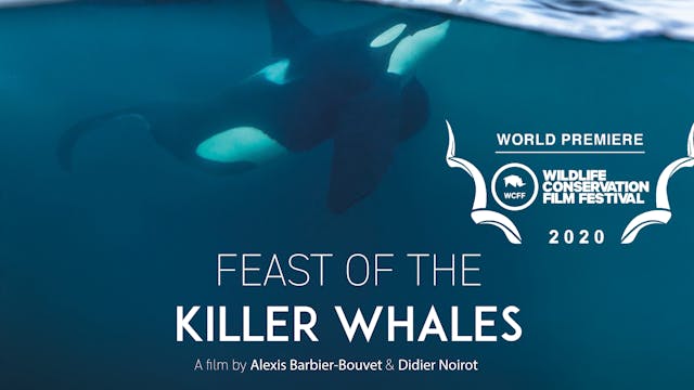 Feast Of The Killer Whales