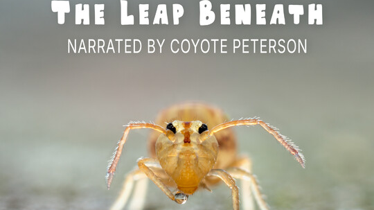 The Leap Beneath WCFF 2025