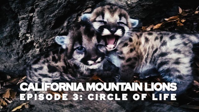 California Mountain Lions Episode 3