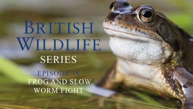 British Wildlife Series - Episode 16 - Frog and Slow Worm Fight