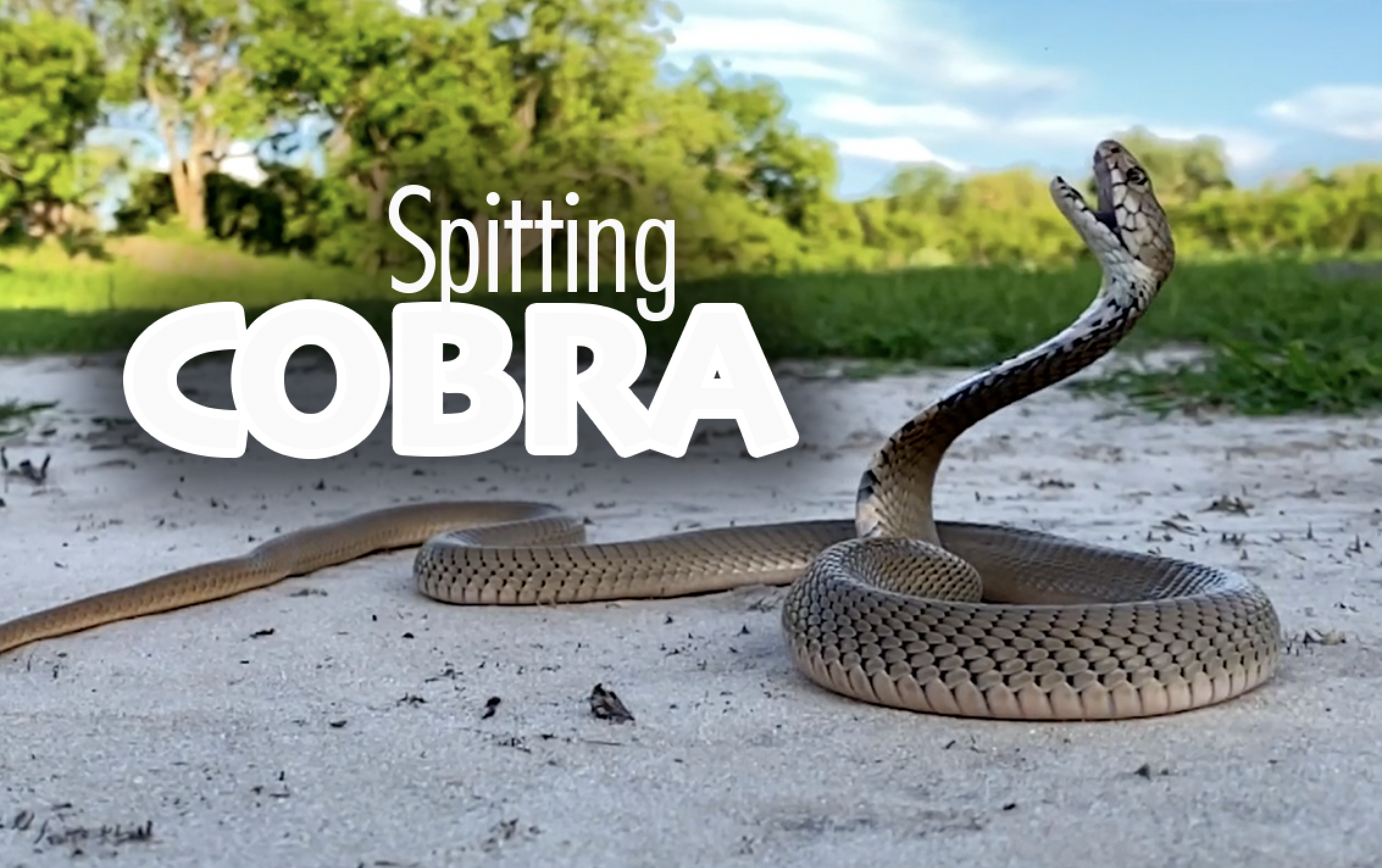 Spitting Cobra in Botswana