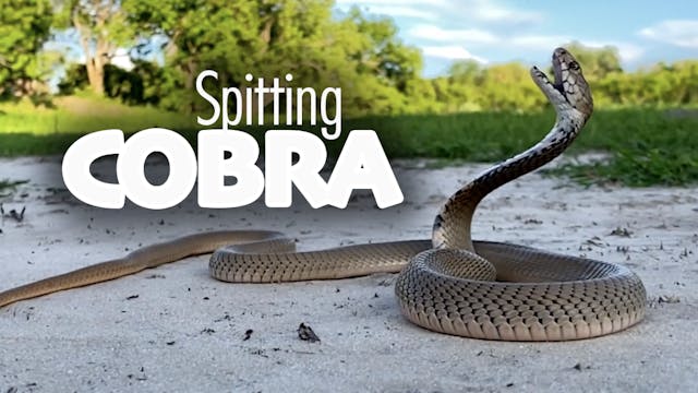 Spitting Cobra in Botswana