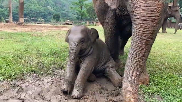 Baby elephant plays in the rain