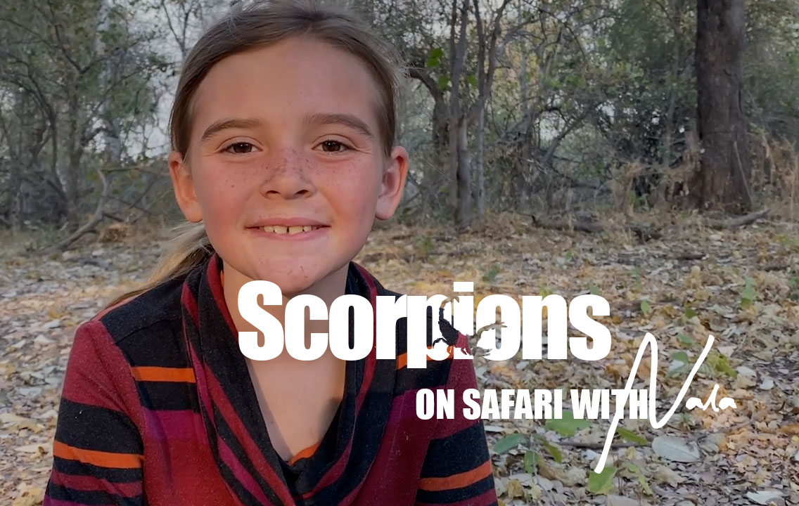 On Safari with Nala - Scorpions