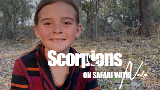 On Safari with Nala - Scorpions