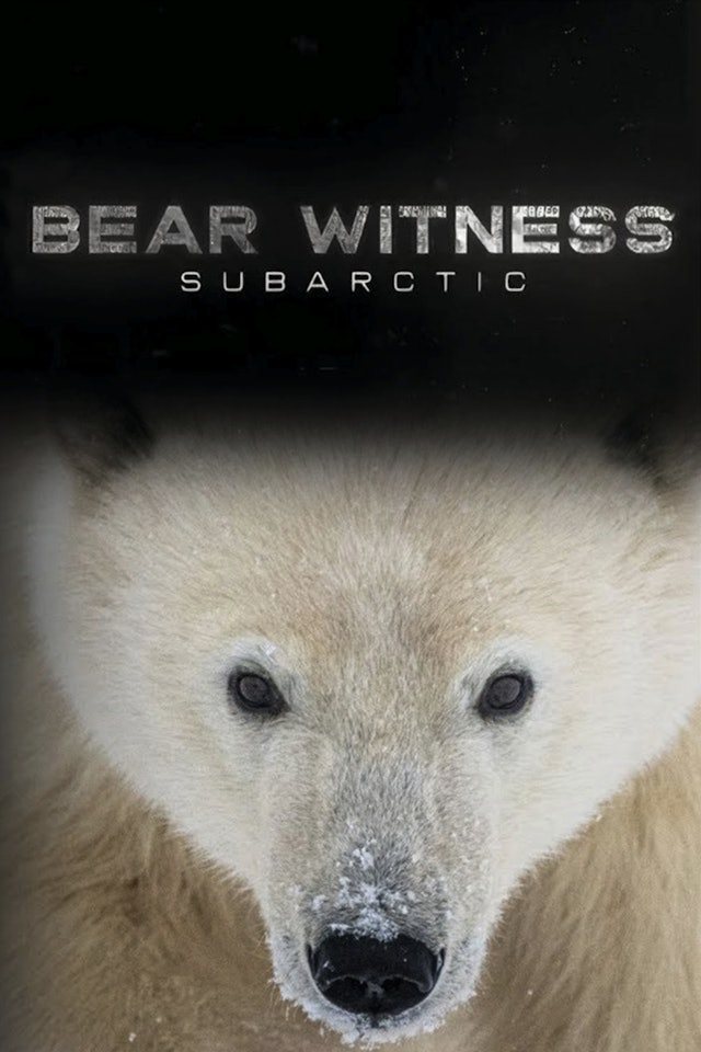 Bear Witness (Trailer)