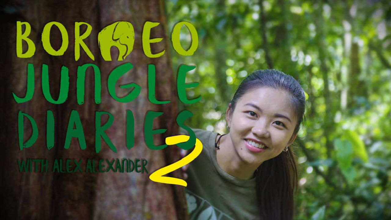 Borneo Jungle Diaries