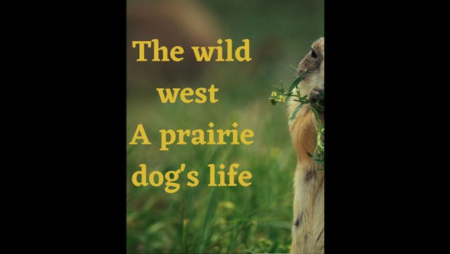The Wild West A Prairie Dogs Life Tea...