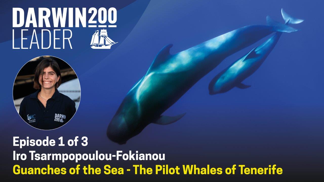 DARWIN 200 - Guanches of the Sea - The Pilot Whale - Episode 1