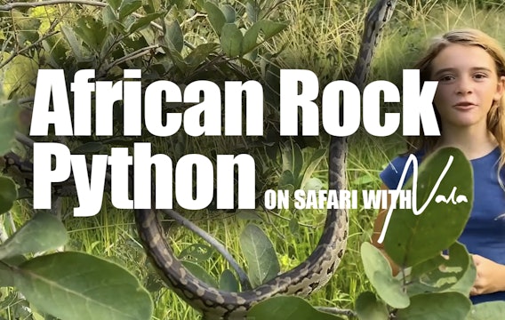 On Safari with Nala - African Rock Python