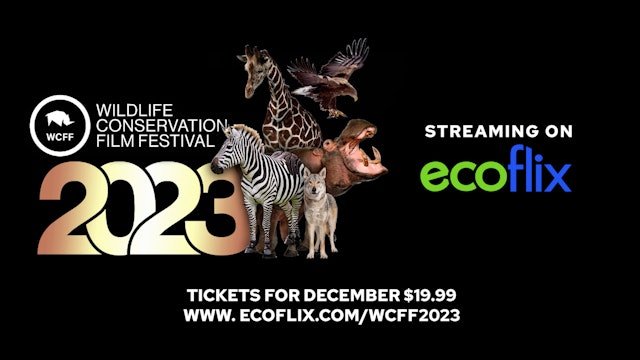 Ready To Launch In December: WCFF Teasers 2023