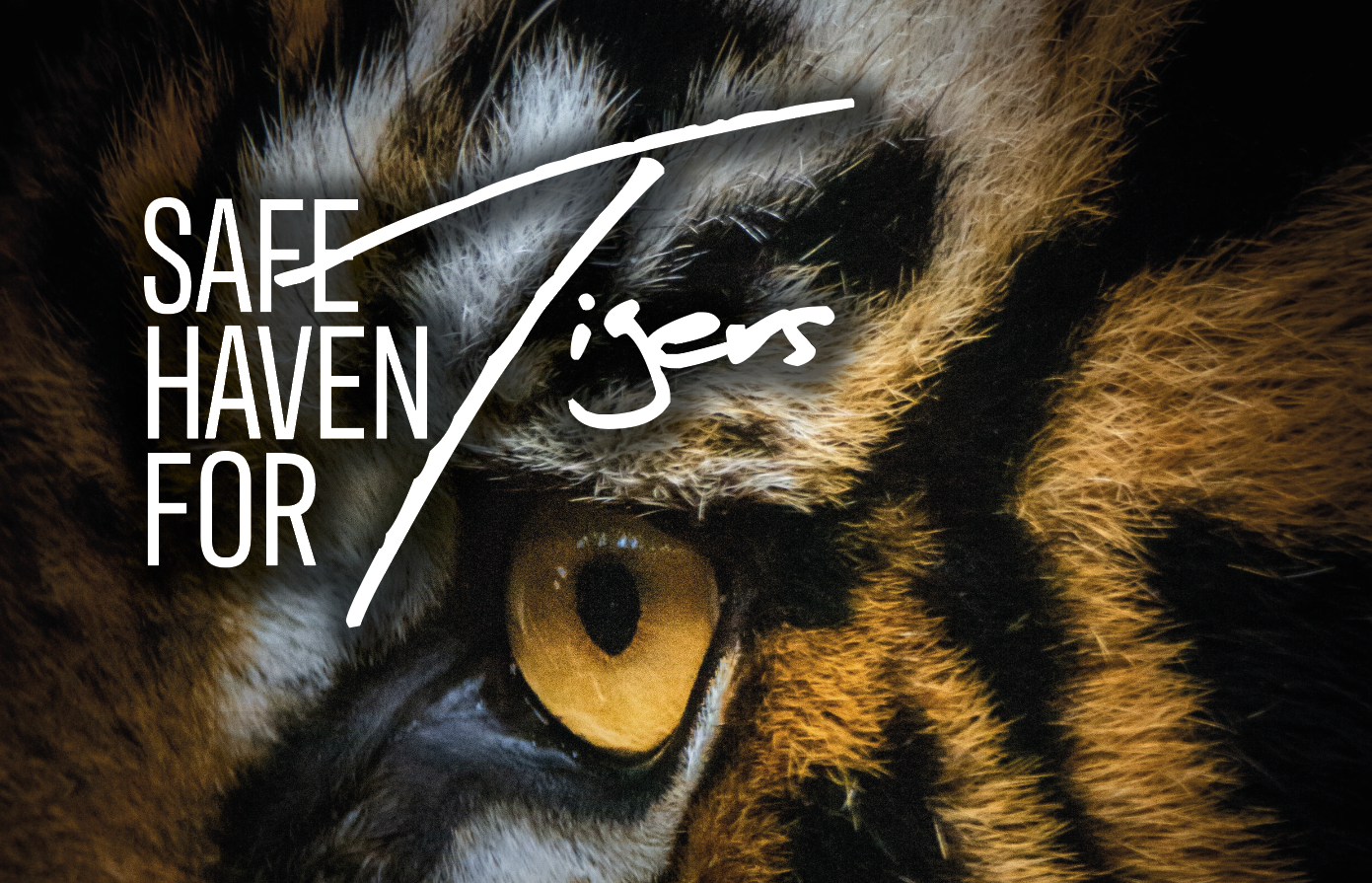 Safe Haven for Tigers
