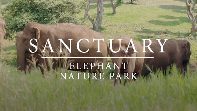 Sanctuary - Elephant Nature Park