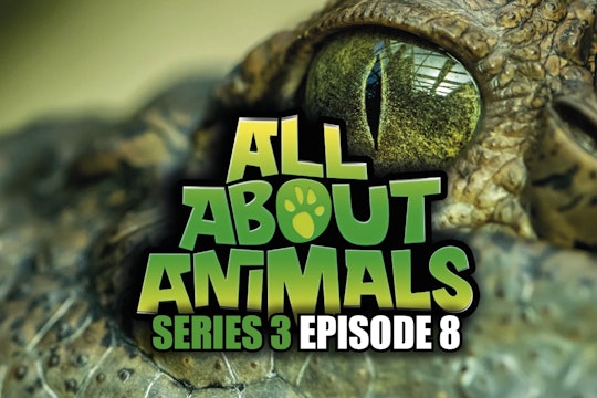 All About Animals - Series 3 - Episode 8