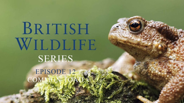 British Wildlife Series -Episode 12 -Common Toad