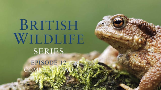 British Wildlife Series -Episode 12 -...