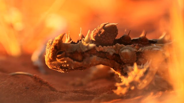 Red Centre - Rex Neindorf